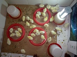 DOC Broiler
