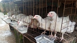 4 weeks broiler