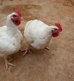 Matured chicken