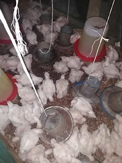 Broiler