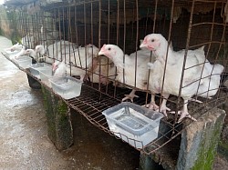 Broiler in battery cage