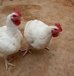 Life, matured birds